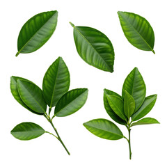 Emerald green citrus leaves, individual & on slender brown twigs, intricate textures, waxy sheen, transparent shadowless background, flat lay, minimalist, concept of natural purity