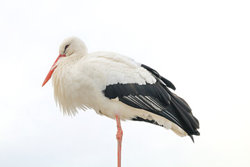 sleeping stork standing on one leg, isolated