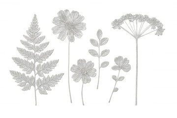 Delicate white floral embroidery pattern, crafting sophisticated botanical design element against transparent backdrop