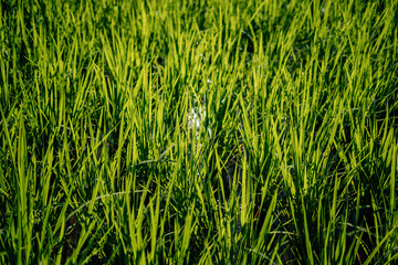 Rice fields in the morning in Asia, agriculture, sustainability