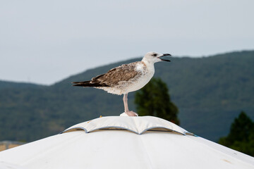 A vocal seagull perches atop a white umbrella against a backdrop of green hills and trees.