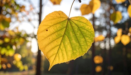 Obraz premium Sunlit autumn leaf, vibrant yellow and green hues