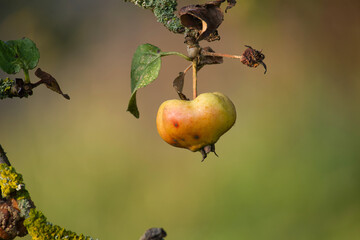 Heart-Shaped Apple Hanging from a Branch in Natural Surroundings