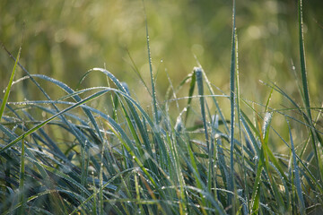 Close-Up of Dew-Covered Grass Blades in Morning Sunlight