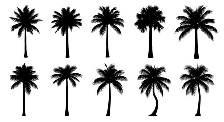 Collection of Different Tropical Palm Tree Vectors