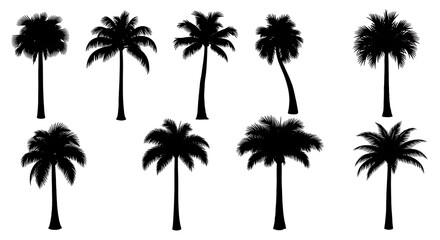 Fototapeta premium Silhouettes of Coconut and Fan Palm Trees
