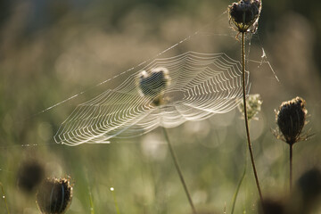 Intricate Spider Web Glowing in Sunrise Amidst Wildflower Fields