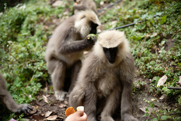 Primate Holding and Eating Fruit Outdoors