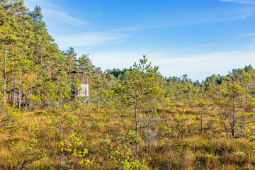 Hunting tower by the forest edge at a bog at autumn