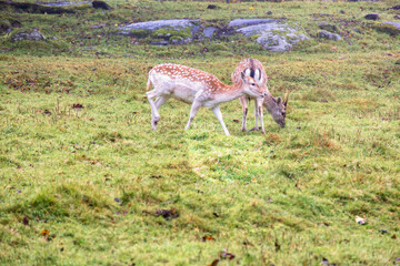 Pair of Fallow deer buck grazing on a meadow