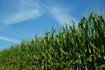 Grünes Weizenfeld vor blauem Himmel in der Natur bei Sonne am Morgen im Sommer