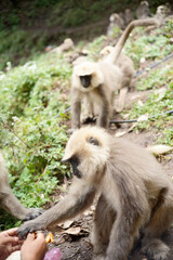 Gray Langur Monkey Eating Fruit in the Wild
