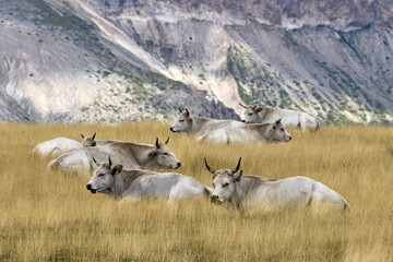 Obraz premium GRAN SASSO: mucche al pascolo a Campo Imperatore 