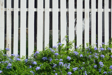 Cape leadwort, white plumbago; scientific name: Plumbago auriculata, found along the white fence. woodland phlox plant the garden with in the morning.