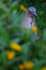 Malayan Night Heron hiding among flowers in Taipei park