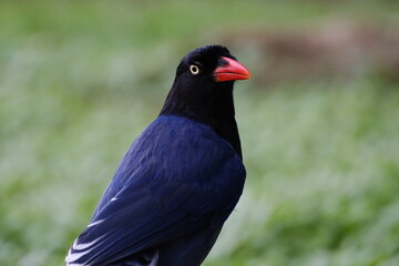 Taiwan Blue Magpie close-up portrait with red beak in Taipei forest