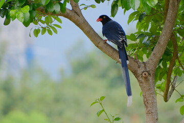 Taiwan Blue Magpie perched on tree branch showing long tail in Taipei