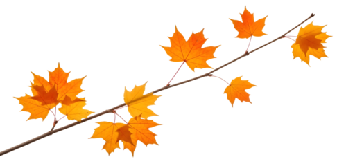 Branch with Vibrant Orange Maple Leaves in Autumn on White Background fall isolated on a transparent background