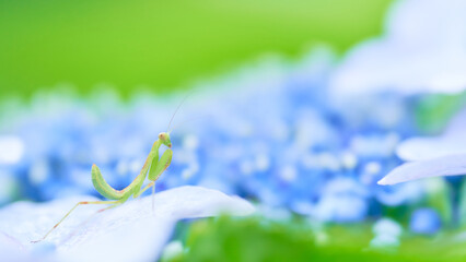 水色のあじさいの花の上に一匹の小さなカマキリ