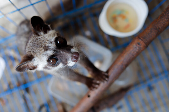 Close-up photo of a civet/raccoon in its enclosure