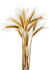 Fototapeta premium Golden wheat stalks isolated on transparent background. a symbol of harvest and abundance wheat ears isolated on white.