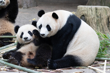 Precipus moment of Mother Panda, Rui Rui and her Cub, Panda Paradise, China
