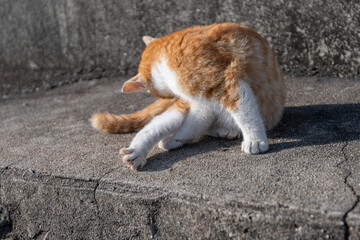 のんびり毛繕いをする可愛い子猫