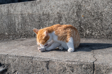のんびり毛繕いをする可愛い子猫