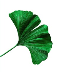 Vibrant green Ginkgo biloba leaf, fan-shaped, isolated on white