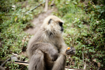 Wildlife Photography of Gray Langur Monkey in Forest