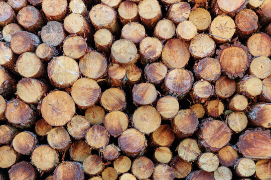 Logs of Scots pine, cut and stacked. Pinus sylvestris. Pine forest in Camposagrado, Le&oacute;n, Spain.