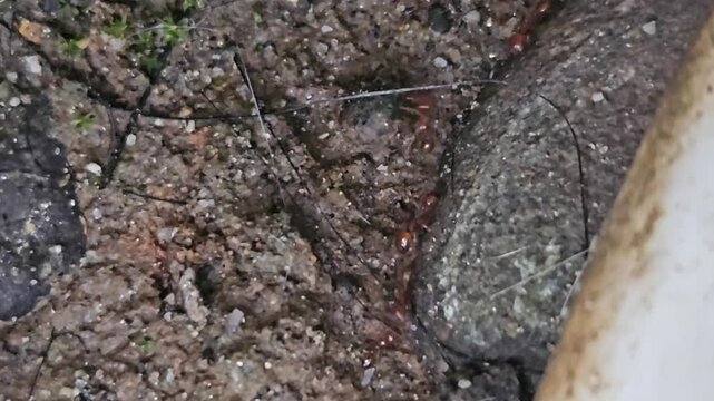 Close up red ants walking in line on ground. 4K macro footage of a group of red ants walking in line across soil and rocks in natural habitat.