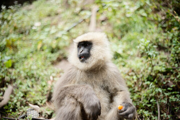 Semnopithecus dussumieri Feeding in Natural Habitat