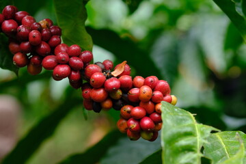Coffea canephora is a species of coffee plant originating from central and western sub-Saharan Africa. It is a species of flowering plant in the Rubiaceae family. Ripe coffee beans. 