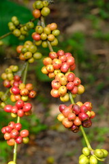 Coffea canephora is a species of coffee plant originating from central and western sub-Saharan Africa. It is a species of flowering plant in the Rubiaceae family. Ripe coffee beans in tree branch 