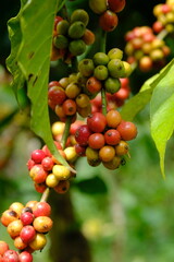 Coffea canephora is a species of coffee plant originating from central and western sub-Saharan Africa. It is a species of flowering plant in the Rubiaceae family. Ripe coffee beans in tree branch 
