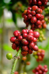 Coffea canephora is a species of coffee plant originating from central and western sub-Saharan Africa. It is a species of flowering plant in the Rubiaceae family. Ripe coffee beans in tree branch 
