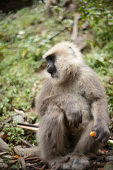 Southern Plains Langur Feeding on Fresh Fruit