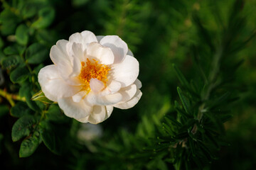White rose (Rosa pimpinellifolia, syn. Rosa spinosissima)
