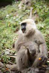 Semnopithecus dussumieri Feeding in Natural Habitat