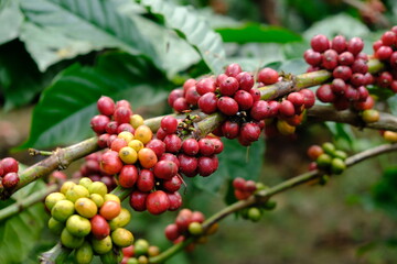 Coffea canephora is a species of coffee plant originating from central and western sub-Saharan Africa. It is a species of flowering plant in the Rubiaceae family. Ripe coffee beans in tree branch 