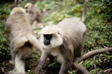 Southern Plains Langur Feeding on Fresh Fruit