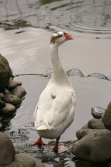 swan animal on pond shot from back view photo © welyalfian