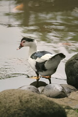 muscovy duck on pond shoot from back view photo