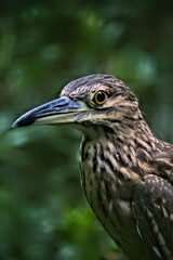 Juvenile Black crowned Night Herons close up photo