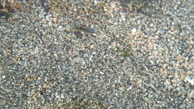 4K footage of a juvenile bluestreak cleaner wrasse searching for food in a clear tide pool with sand and coral fragments in a natural tropical coastal habitat.