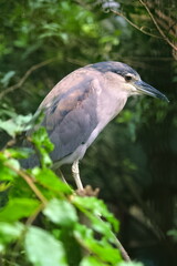 Black crowned Night Heron on tree close up photo