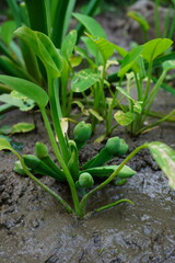 Water hyacinth plants grow well in rice fields