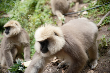 Semnopithecus dussumieri Feeding in Natural Habitat