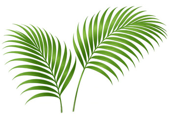 Obraz premium Vibrant green palm leaves bring a touch of the tropics with transparent background, perfect for summery designs